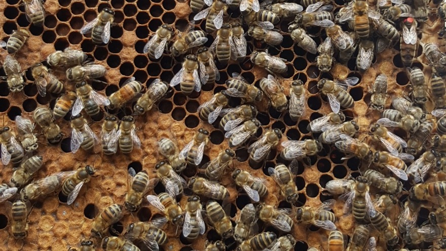 rot markiert - die Königin rot markiert - die Königin